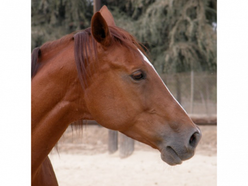 an image of a horse