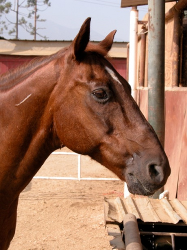 an image of a horse
